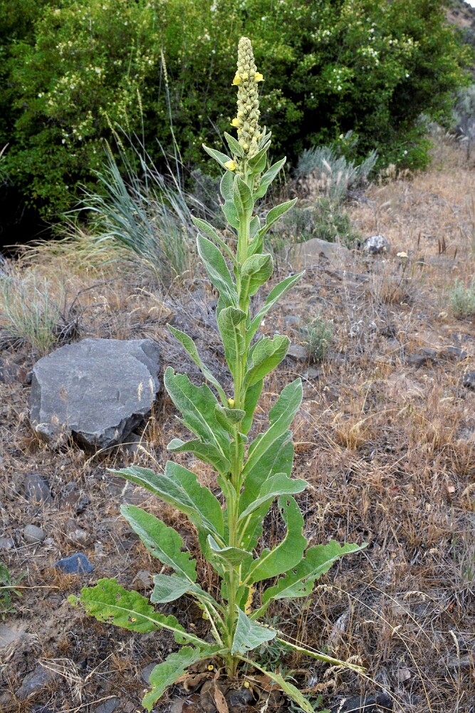 Common mullein