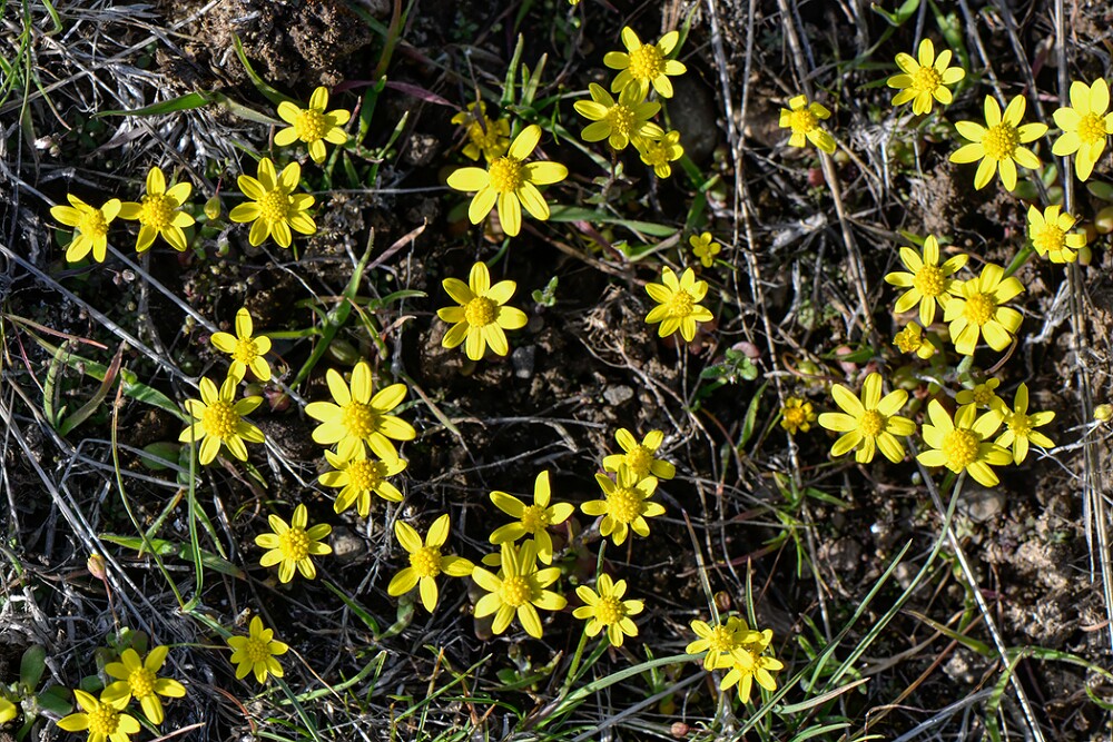 Common spring-gold