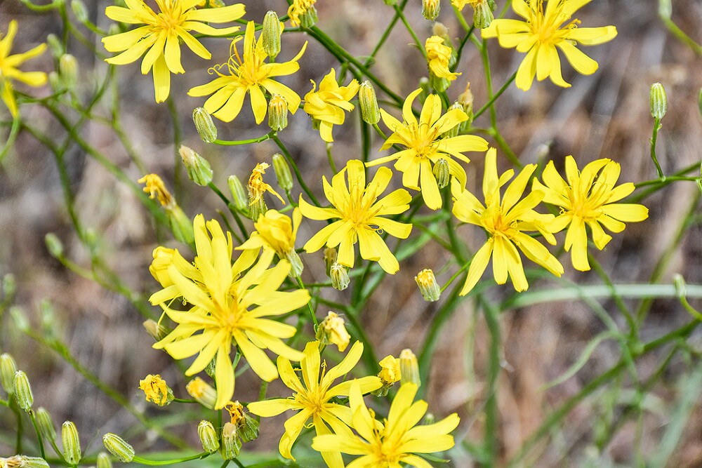 Crepis-atribarba-Slender-hawksbeard-2