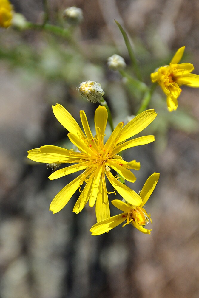 Crepis-atribarba-Slender-hawksbeard-3