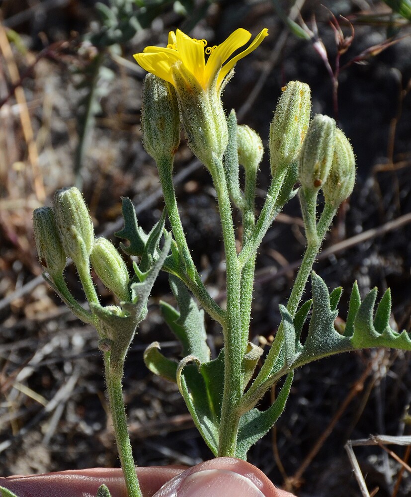 Crepis-occidentalis-western-hawksbeard-1