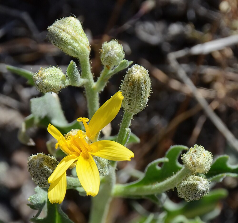 Crepis-occidentalis-western-hawksbeard-2