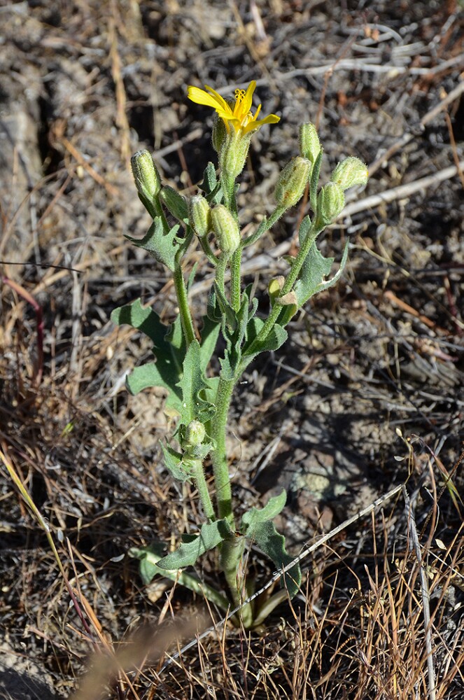 Crepis-occidentalis-western-hawksbeard