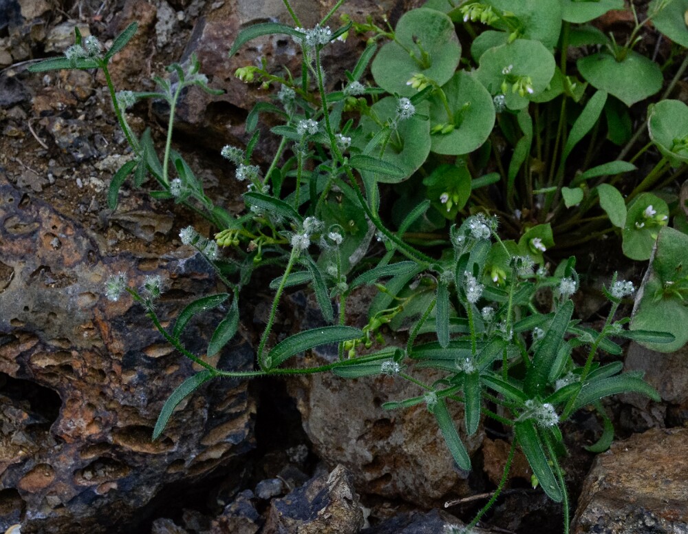 Cryptantha (3)