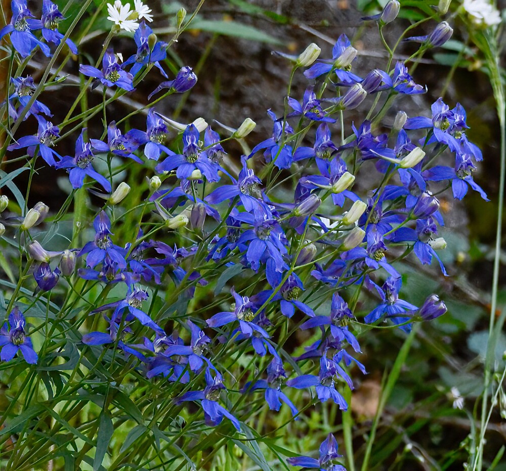 Delphinium-nuttallianum-Upland-larkspur
