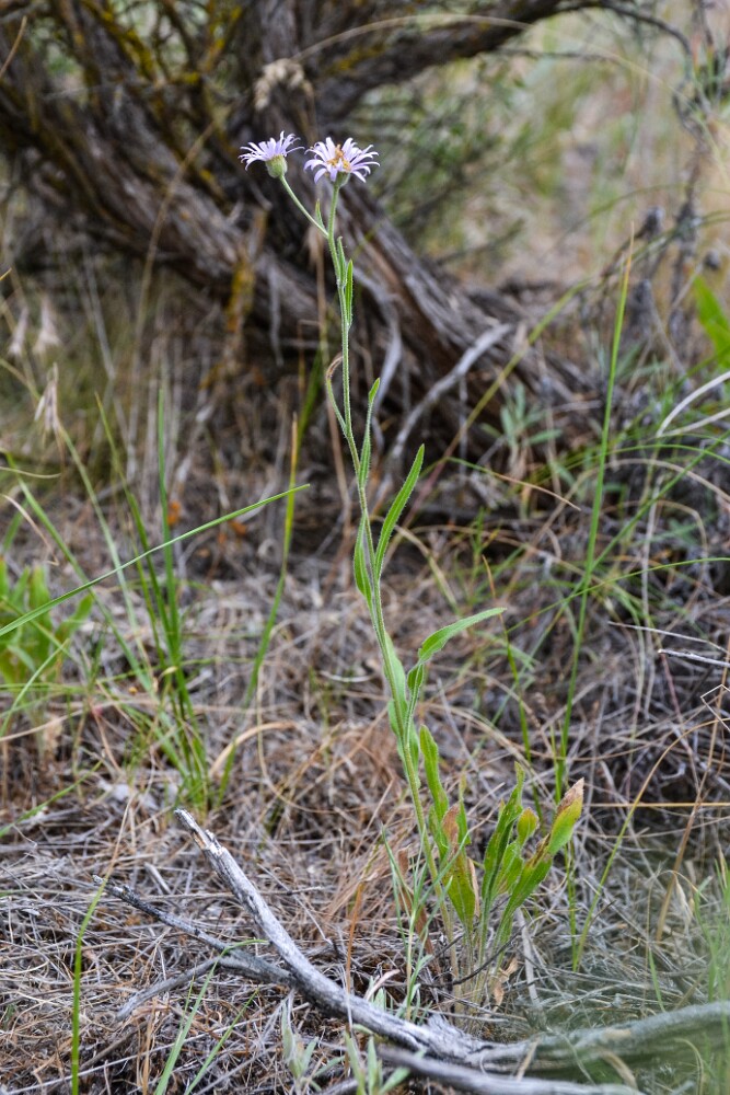 Douglas' aster - Symphyotrichum subspicatum (2)