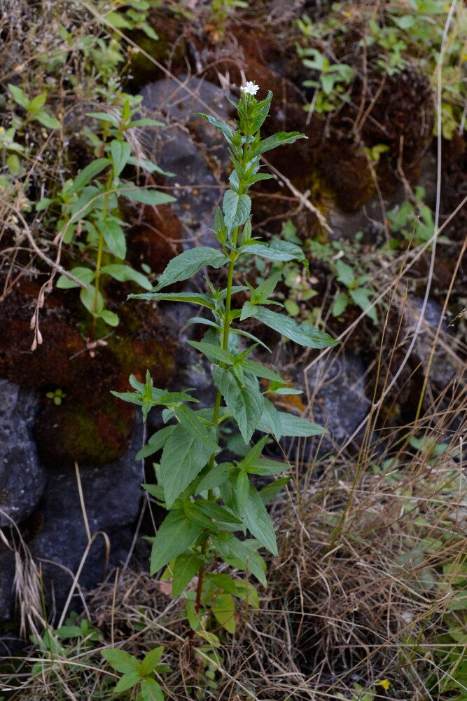 Epilobium glandulosum - Ciliate willowherb