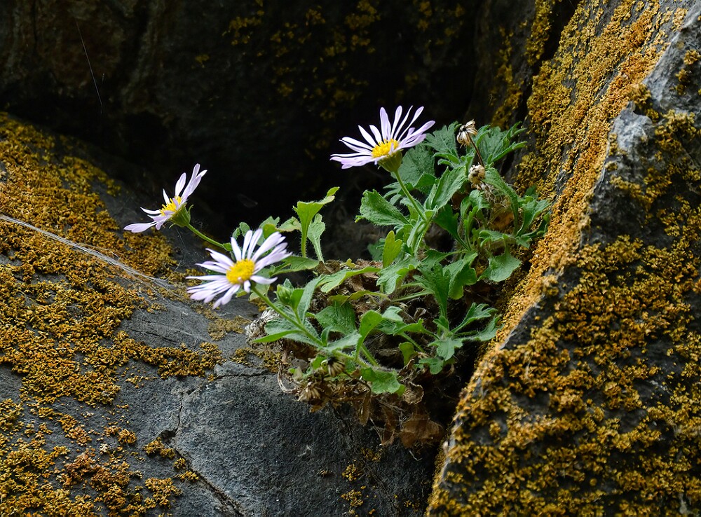 Erigeron-basalticus-Basalt-daisy-2