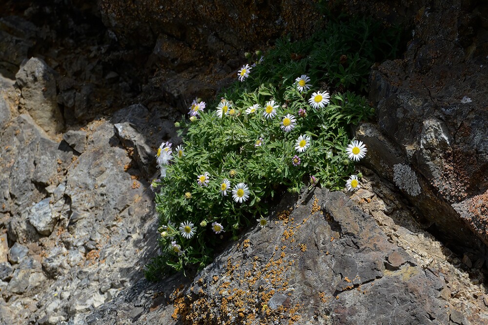 Erigeron-basalticus-Basalt-daisy-3