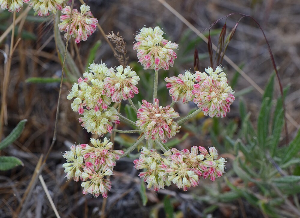 Eriogonum-heracleoides-Parsnip-flowered-buckwheat-8