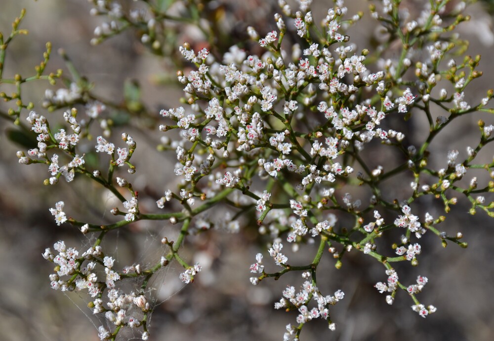 Eriogonum-microtheca-Slender-buckwheat-3