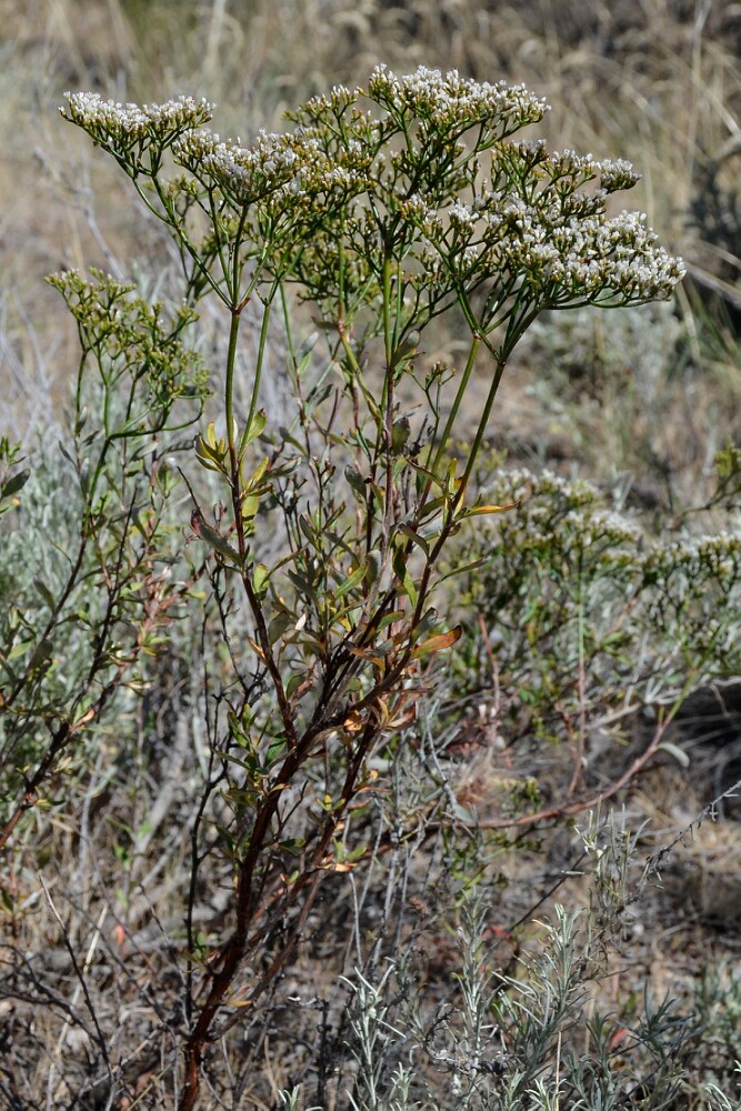 Eriogonum-microtheca-Slender-buckwheat