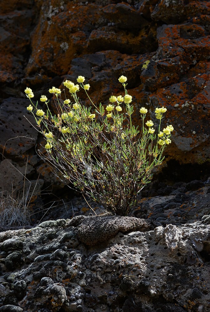 Eriogonum-sphaerocephalum-Rock-buckwheat-3