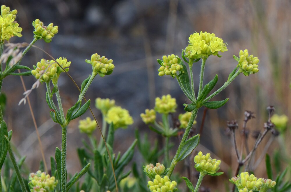Eriogonum-sphaerocephalum-Rock-buckwheat-6