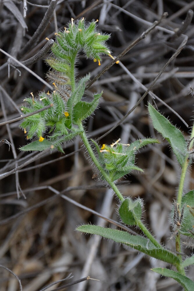 Fiddleneck - Amsinckia (3)