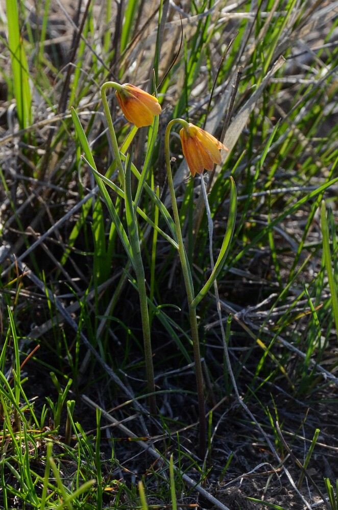 Fritillaria pudica - Yellow fritillary2
