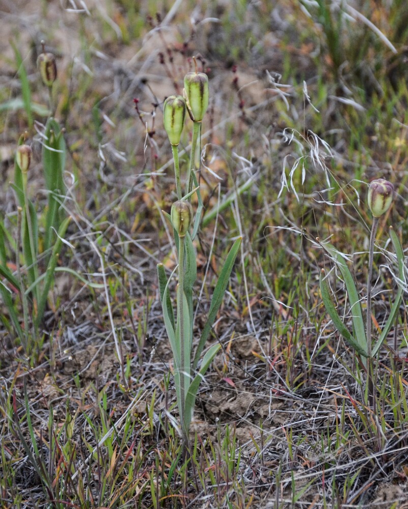 Fritillaria pudica - Yellow fritillary3