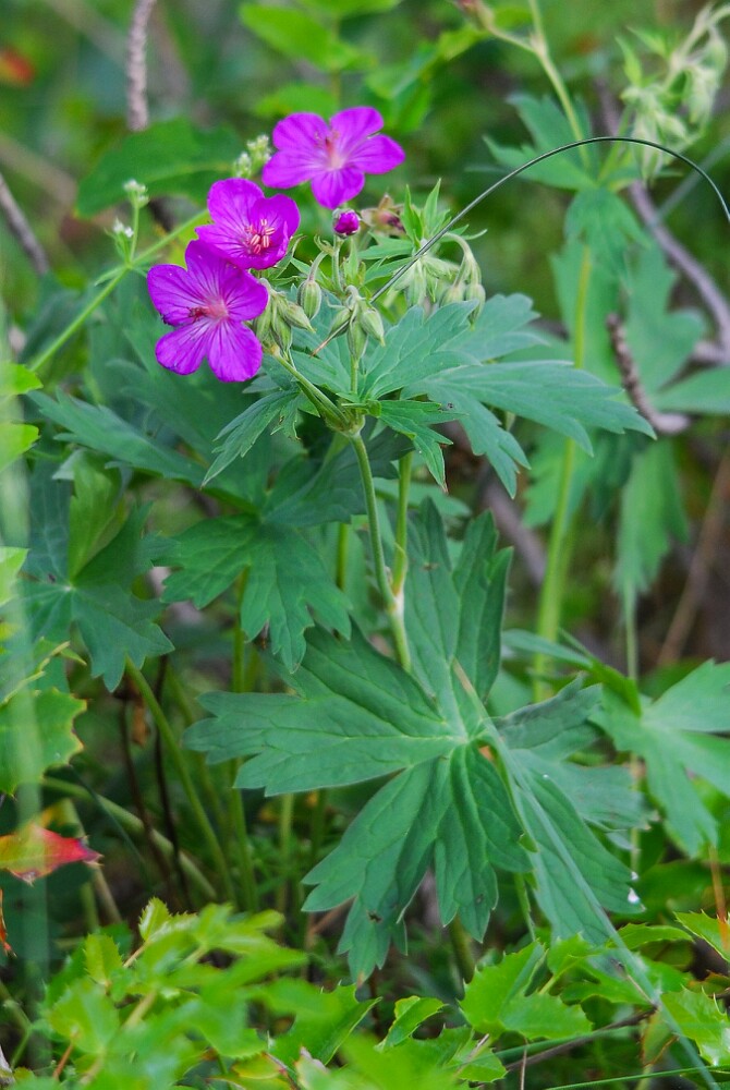Geranium-viscosissimum-Sticky-purple-geranium-2