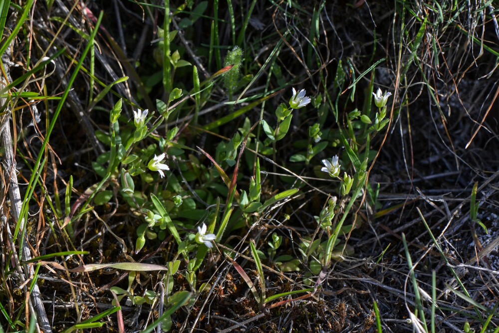 Holosteum umbellatum - Jagged chickweed (introduced) (2)