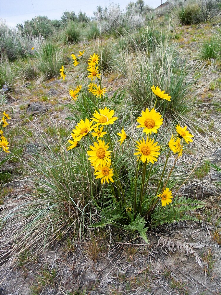 Hookers-balsamroot