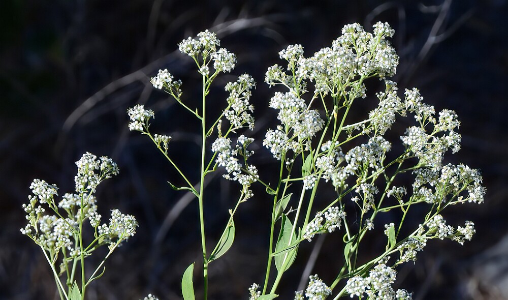 Lepidium-latifolium-Broad-leaved-pepperweed (introduced)-1