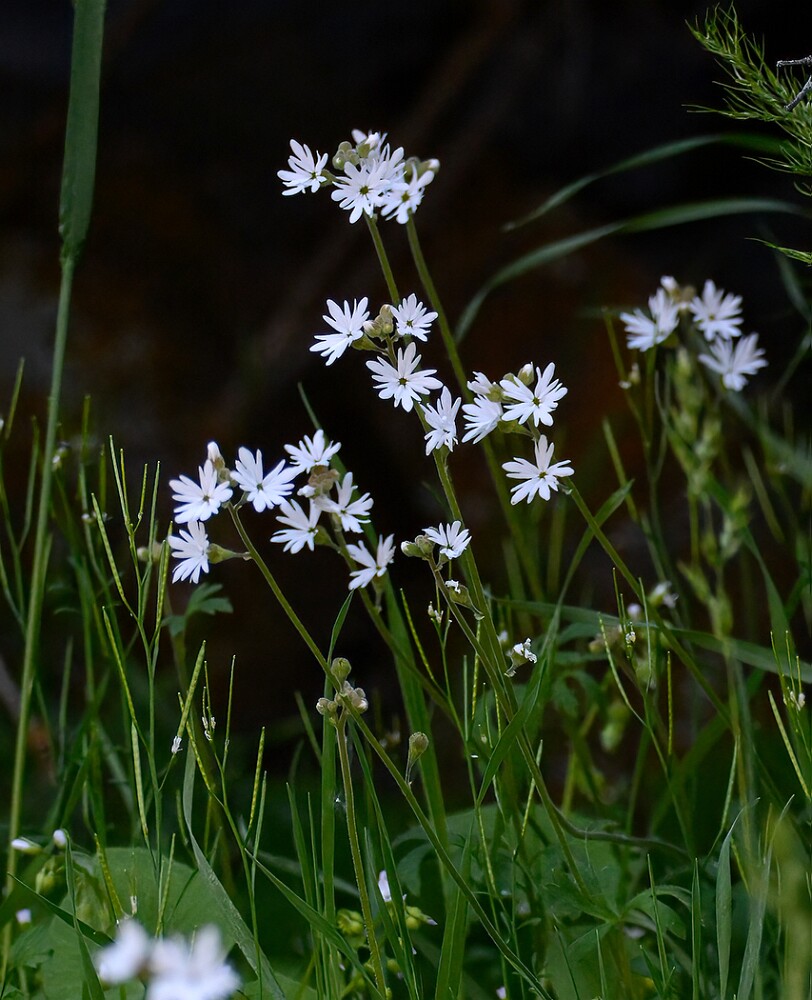 Lithophragma-parviflorum-Smallflower-woodland star-6