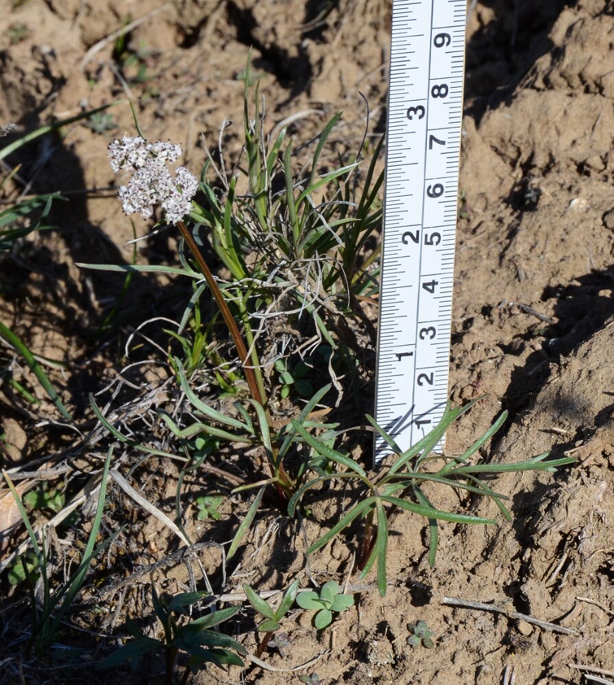 Lomatium gormanii - Gorman's desert-parsley