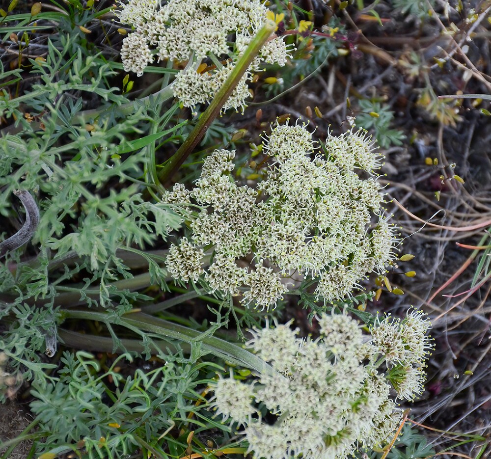 Lomatium-macrocarpum-Bigseed-lomatium-2