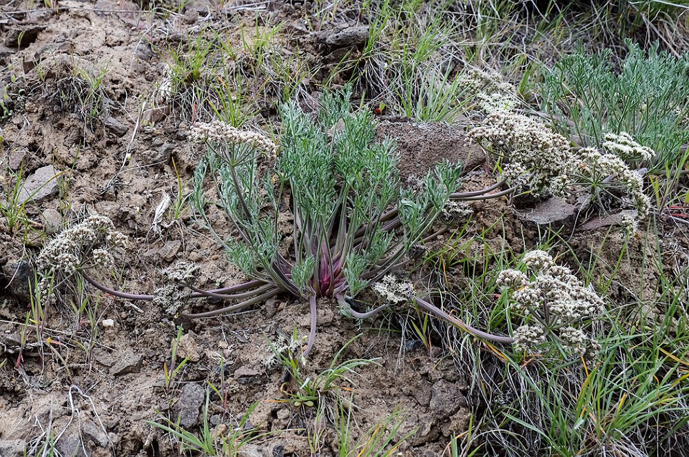 Lomatium-macrocarpum-Bigseed-lomatium