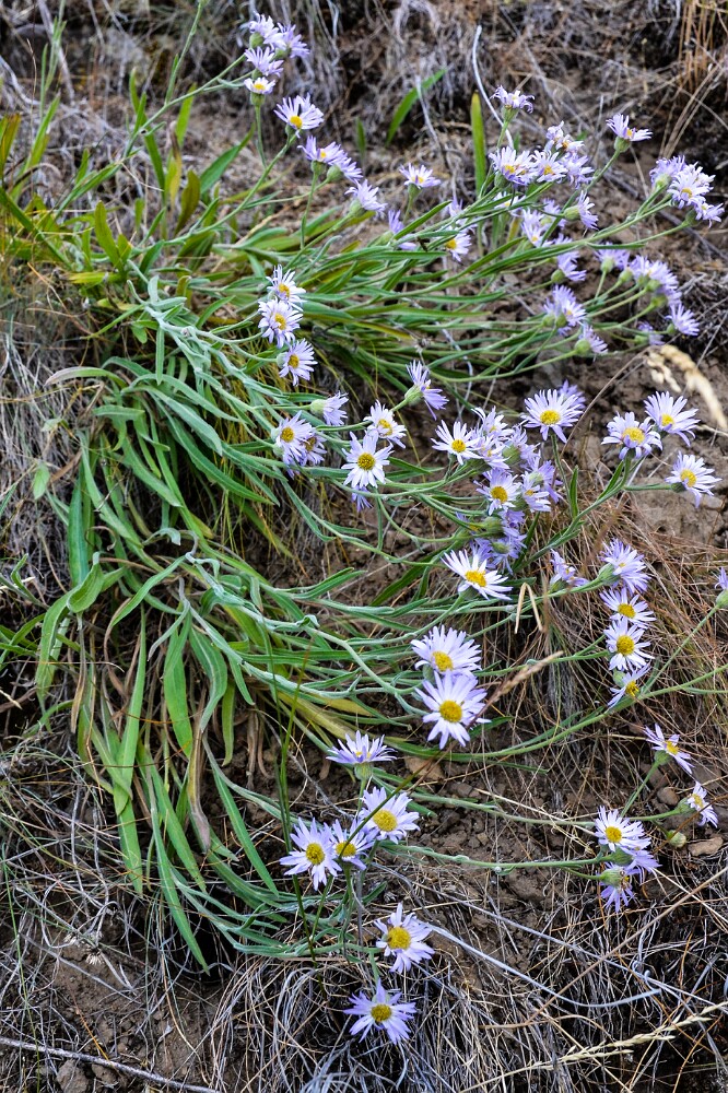 Longleaf fleabane
