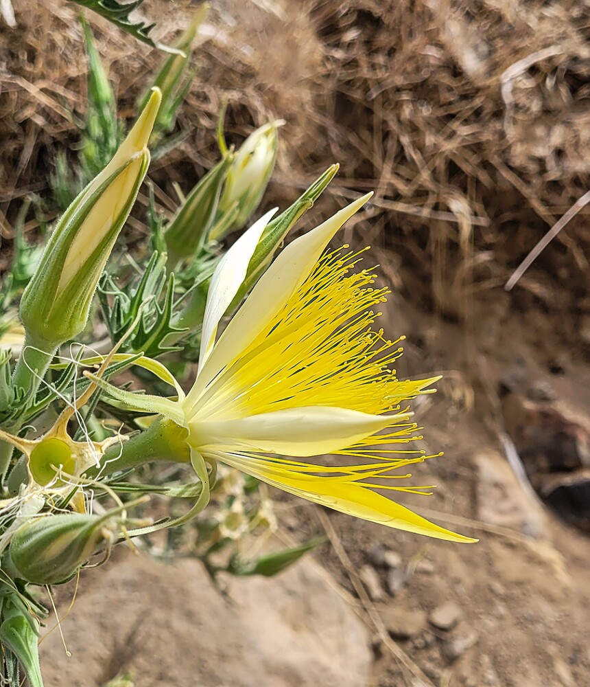 Mentzelia-laevicaulis-Smoothstem-blazing-star-1