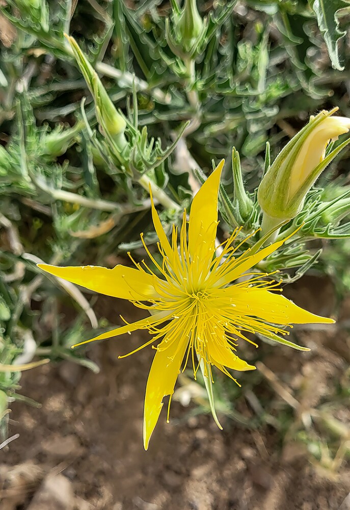 Mentzelia-laevicaulis-Smoothstem-blazing-star-2