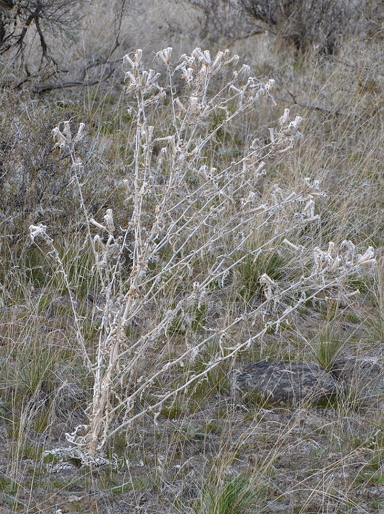 Mentzelia-laevicaulis-Smoothstem-blazing-star-3
