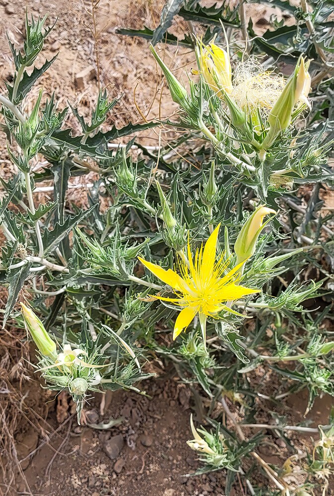 Mentzelia-laevicaulis-Smoothstem-blazingstar-4