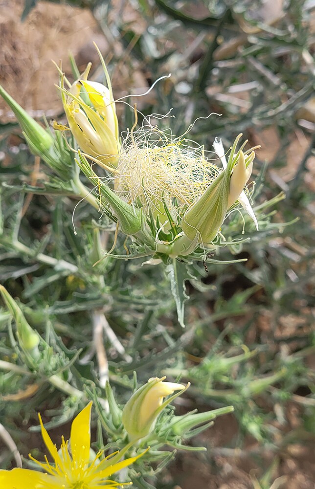 Mentzelia-laevicaulis-Smoothstem-blazingstar