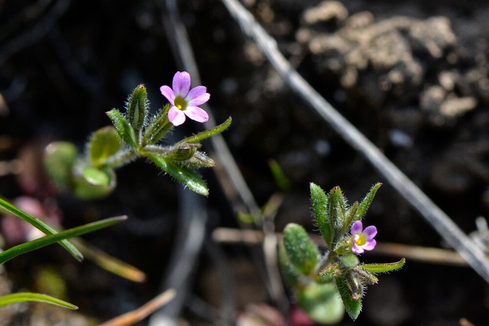 Microsteris gracilis - Pink microsteris, slender phlox