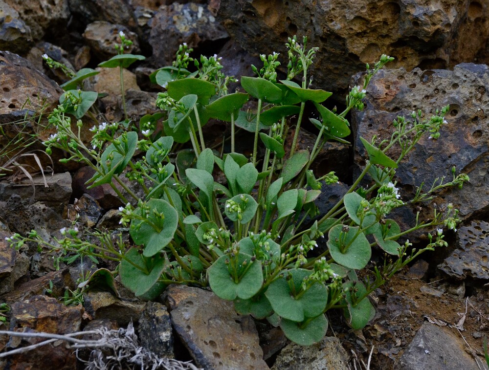 Miner's lettuce (5)