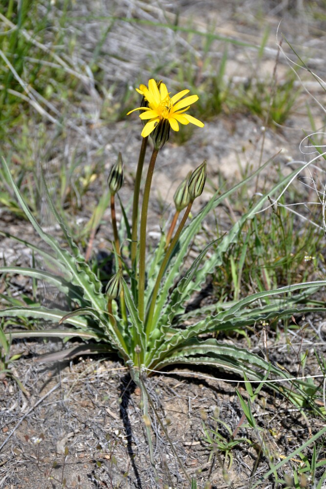Nothocalais troximoides - Sagebrush false dandelion