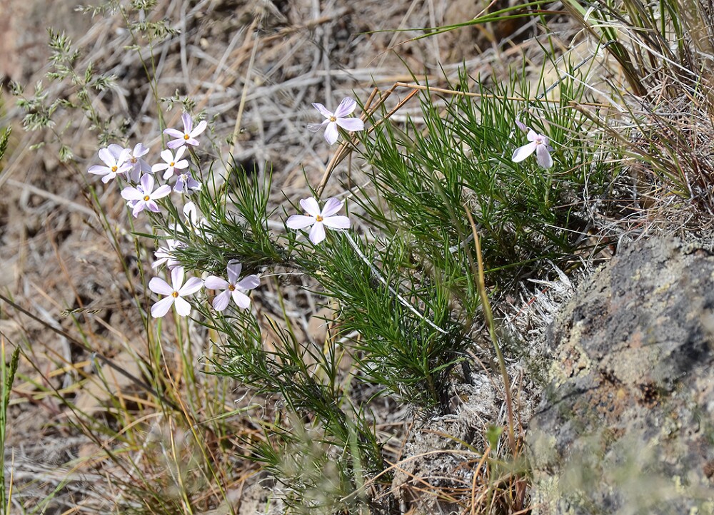 Phlox-longifolia-long-leaf-phlox-1