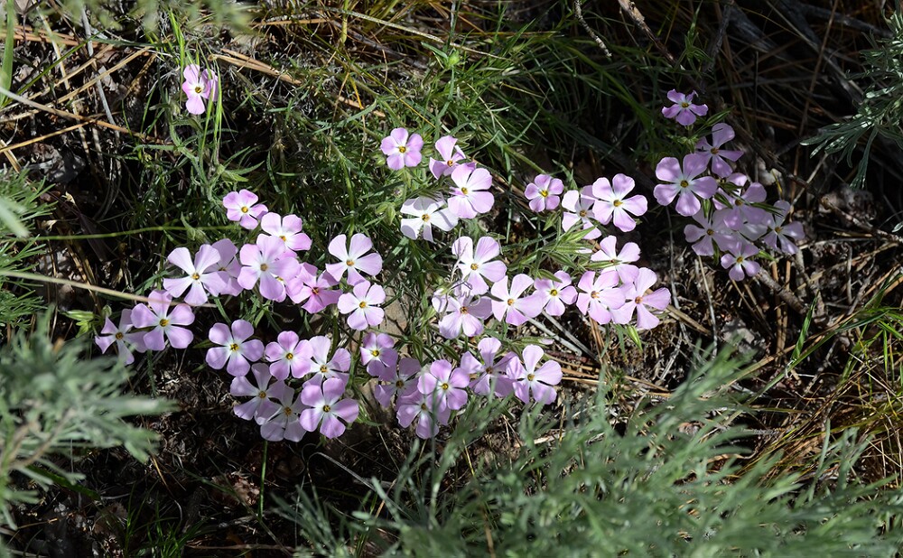 Phlox-longifolia-long-leaf-phlox-2