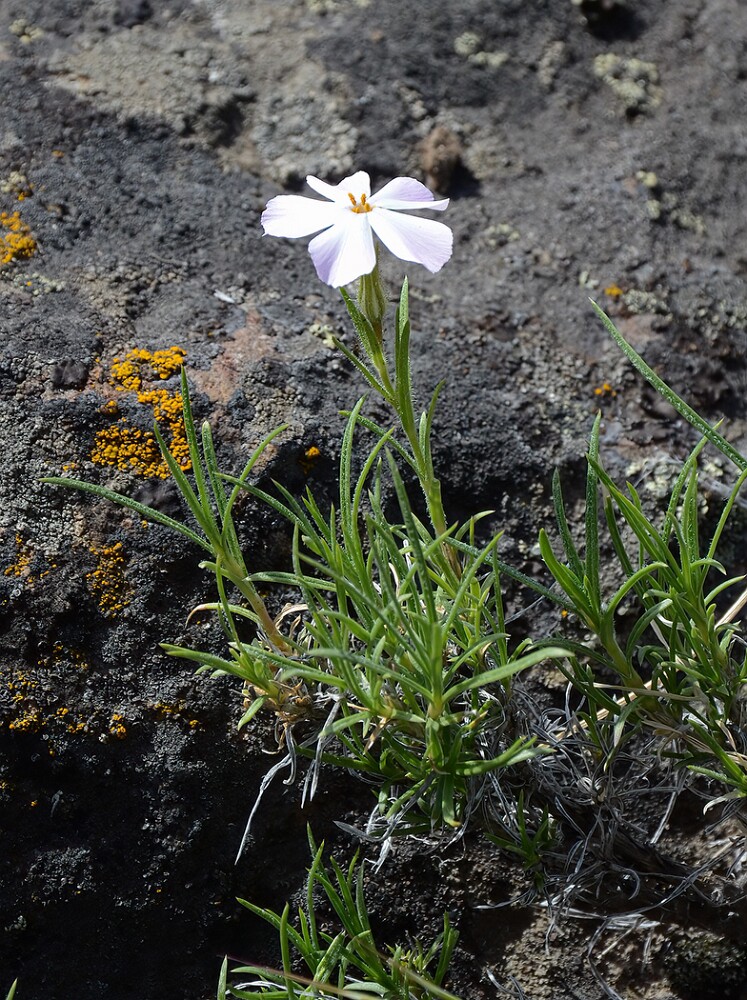 Phlox-longifolia-long-leaf-phlox-3