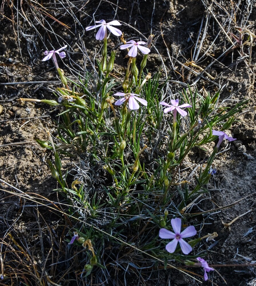 Phlox-longifolia-long-leaf-phlox-4
