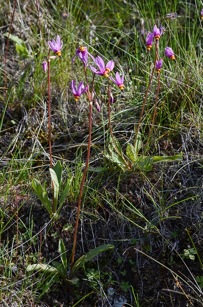 Primula pauciflora - Pretty shooting star1