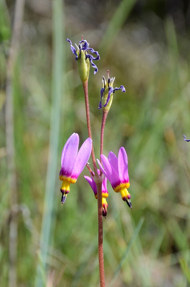 Primula pauciflora - Pretty shooting star4
