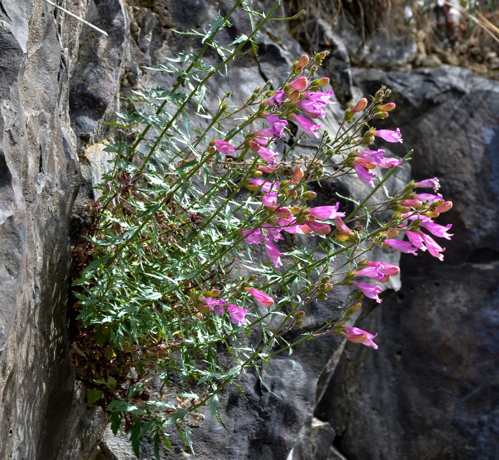Richardson's penstemon