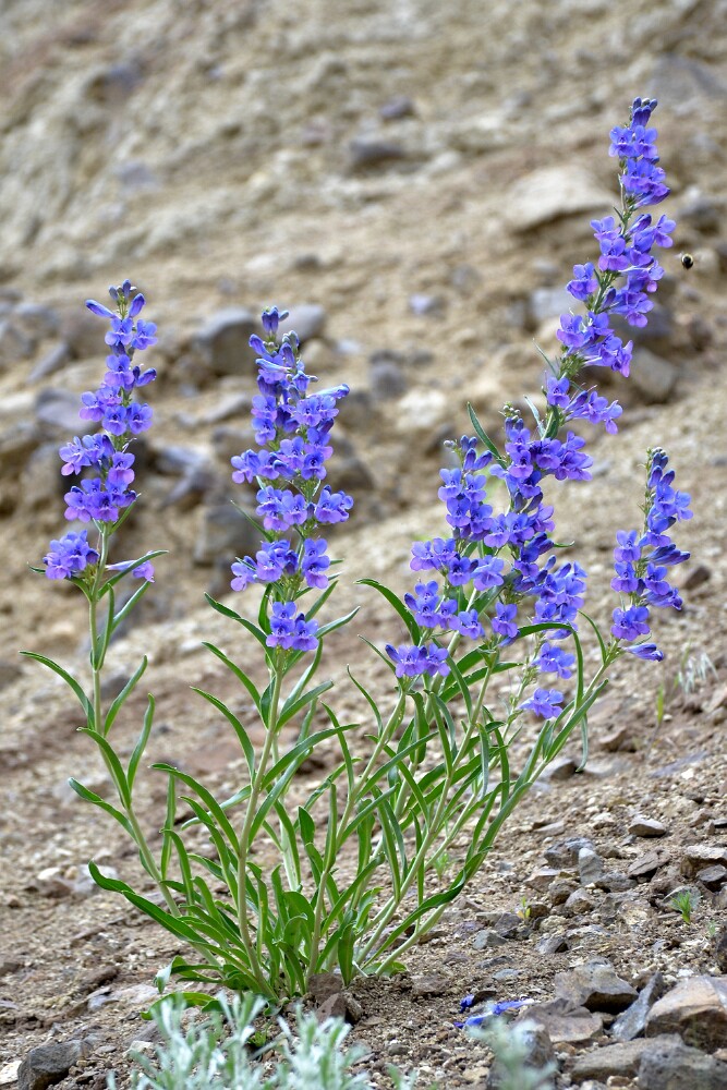 Royal penstemon