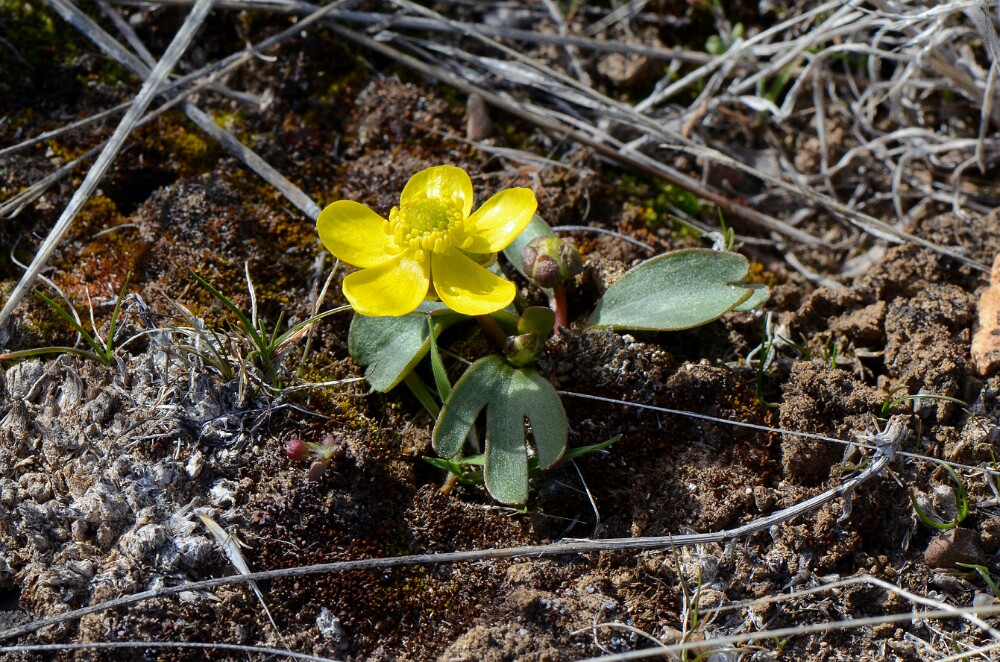 Sagebrush buttercup (2)