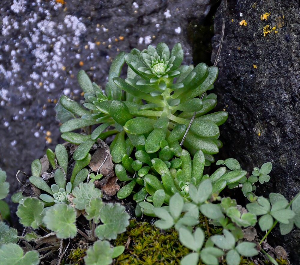 Sedum-leibergii-Leiberg's-stonecrop