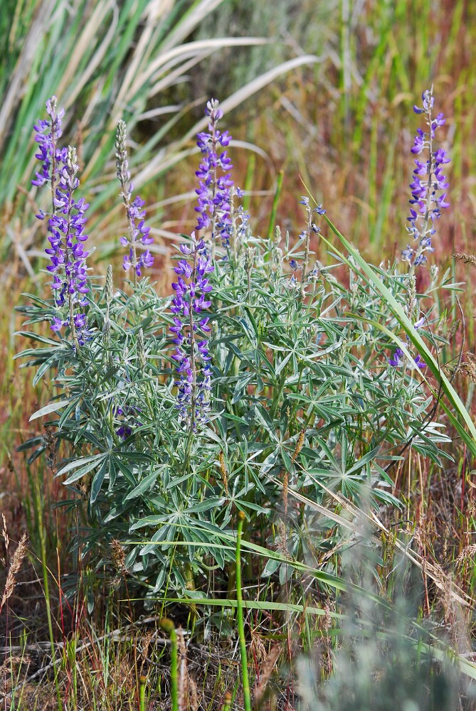 Silky lupine (2)