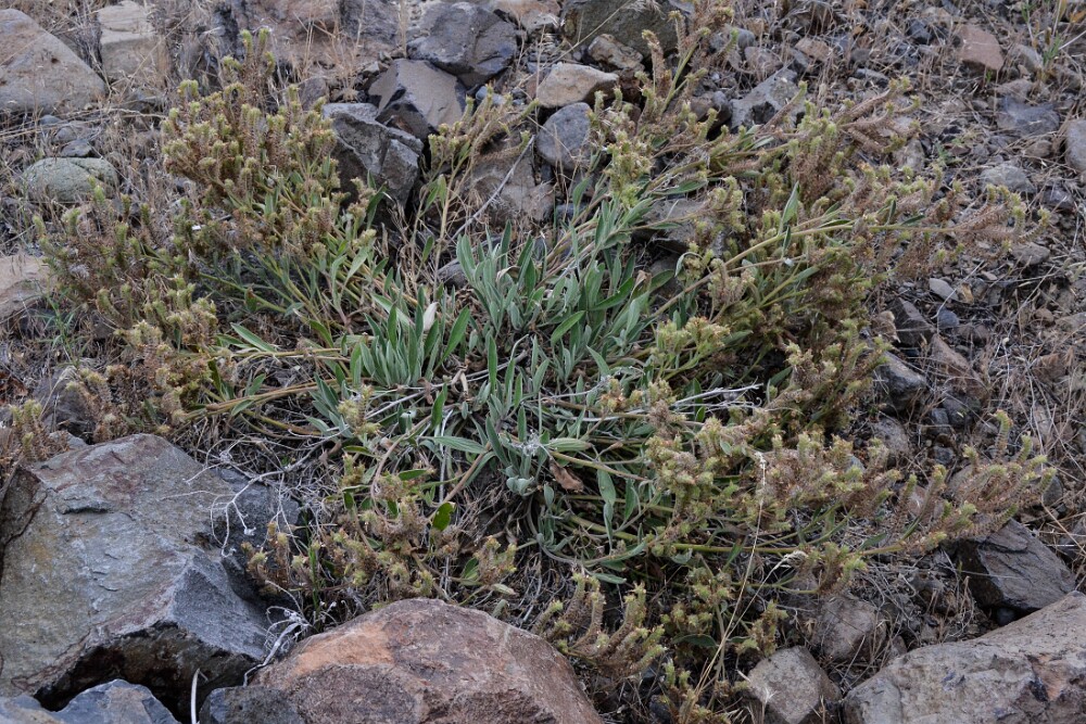 Silver-leaf Phacelia (3)